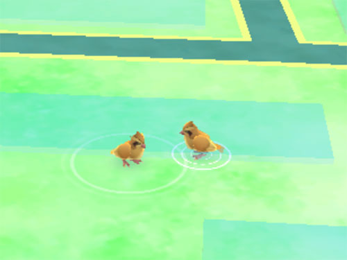 Pokémon GO - Ditto eller Pidgey?